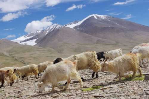 TREKKING IN LADAKH | CHANGTANG 2017